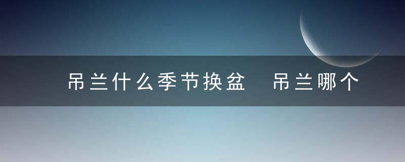 吊兰什么季节换盆 吊兰哪个季节换盆好